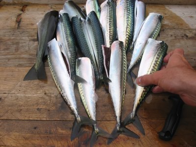 Several mackerel fish laid out on table.