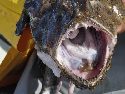 Close-up of monkfish head and mouth.