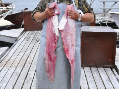 Large fish fillets displayed on dock.