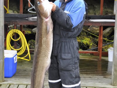 Large ling fish held at harbor.