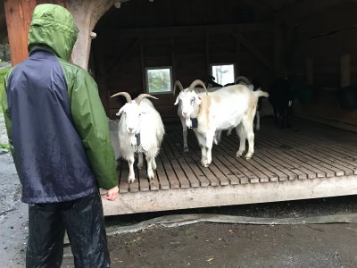 Goats at Mount Fløyen with a person nearby.