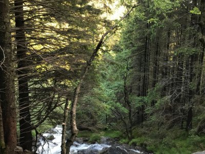 Forest trail with a river in Bergen.