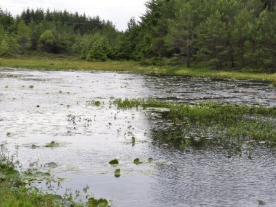 Freshwater lake with greenery in Sotra.