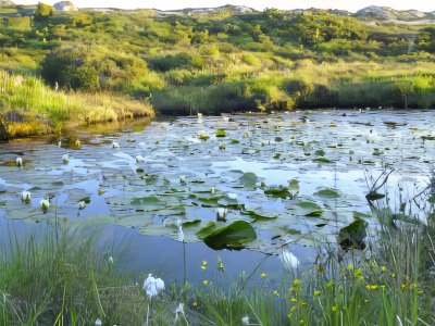 Lake with water lilies and grassy banks in Sotra.