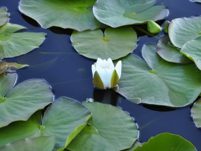 Water lilies floating on a lake in Sotra.