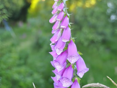 Purple foxglove wildflower in Sotra.