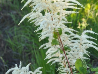 White wildflower in Sotra, Norway