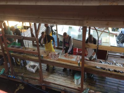 Covered outdoor fish cleaning station at Sotra Rorbusenter.